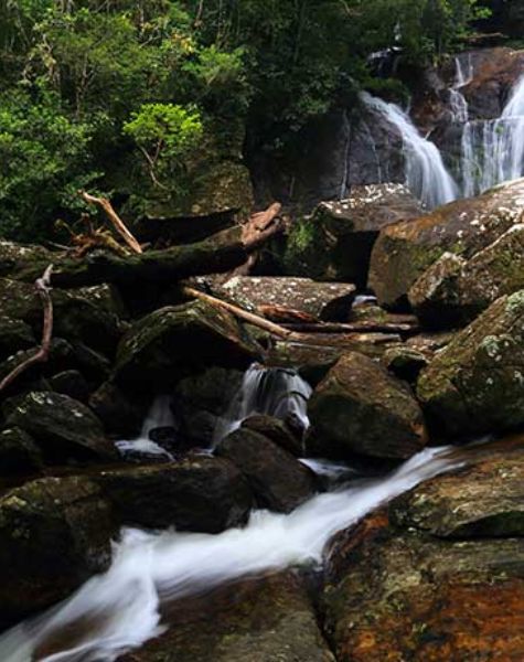 Sinharaja-Rain-Forest-2